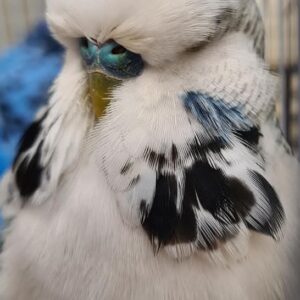 BudReg V6 10000 (2 licenses)