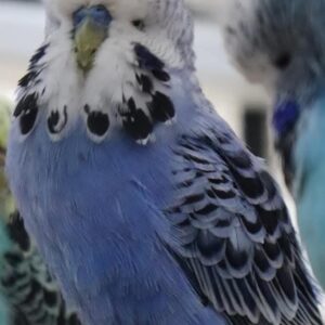 BudReg V6 5000 (2 licenses)